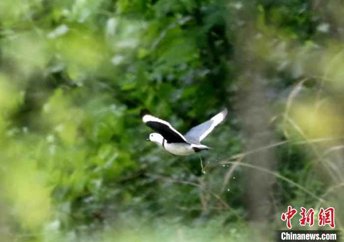 棉凫是鸭科中体长最瘦小的水鸭 朱晓琴 摄  湖北五峰后河自然保护区首次发现珍稀鸟类棉凫