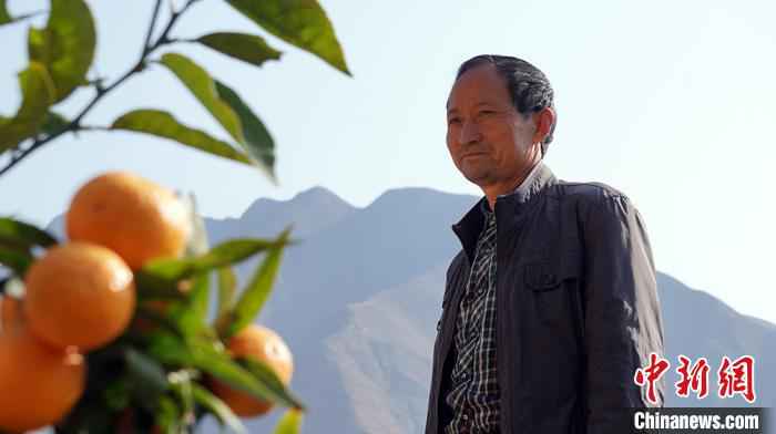 图为田济明讲述自己的“种橘史”。 魏建军 摄  甘肃陇南种橘人“居家”野狐沟三十载:橘子红了,山头绿了